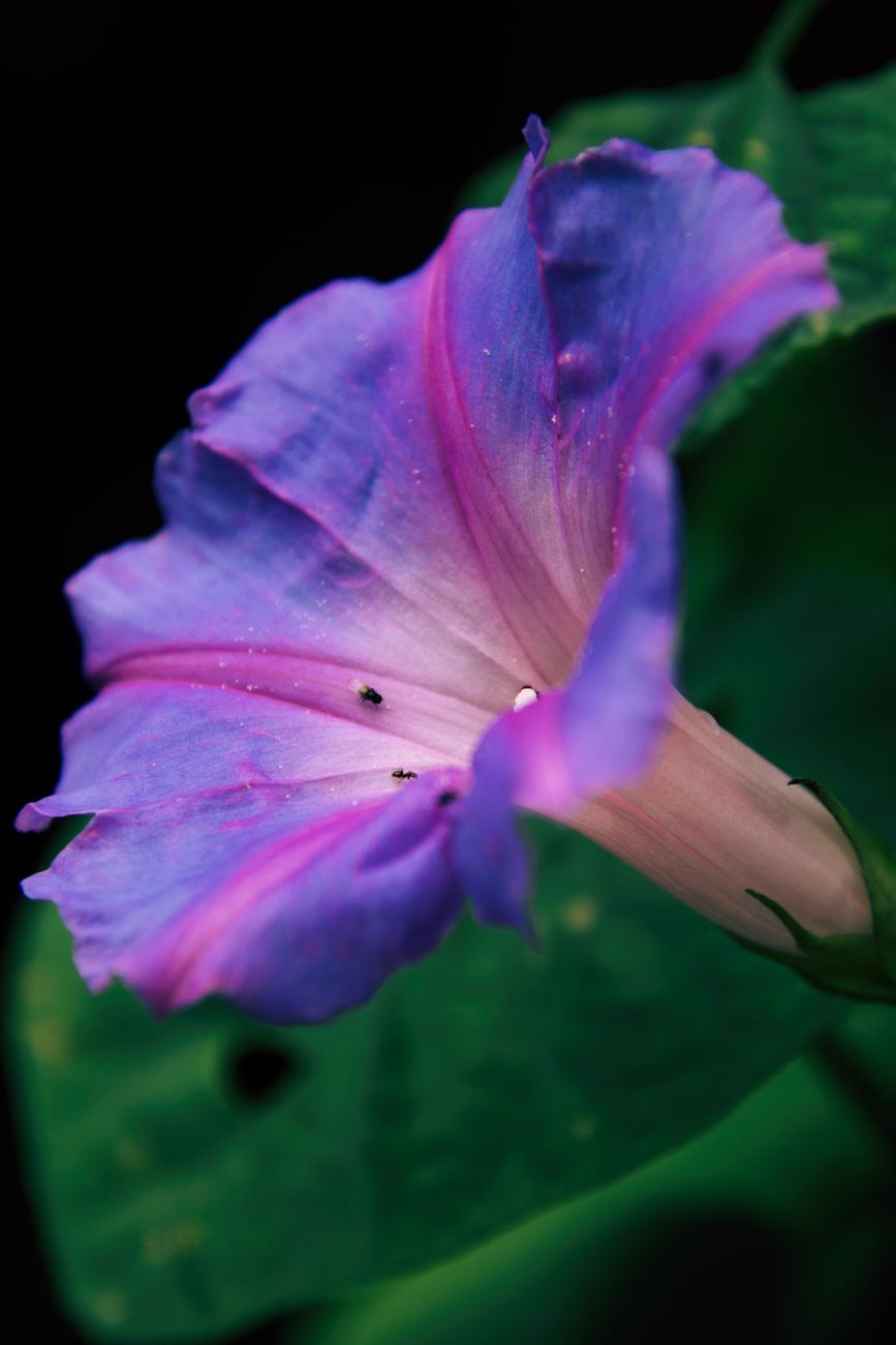 close up shot of a flower